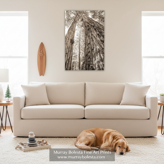 Big Basin Redwood Print – Santa Cruz Sepia Forest Wall Art