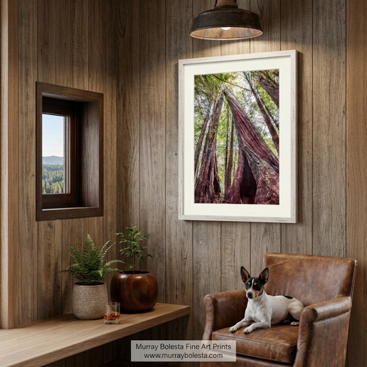 Big Basin California redwoods artwork by Murray Bolesta