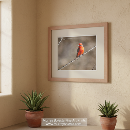 A vibrant red bird perches on a thin branch, facing to the right. Arivaca Cienega birds by Murray Bolesta