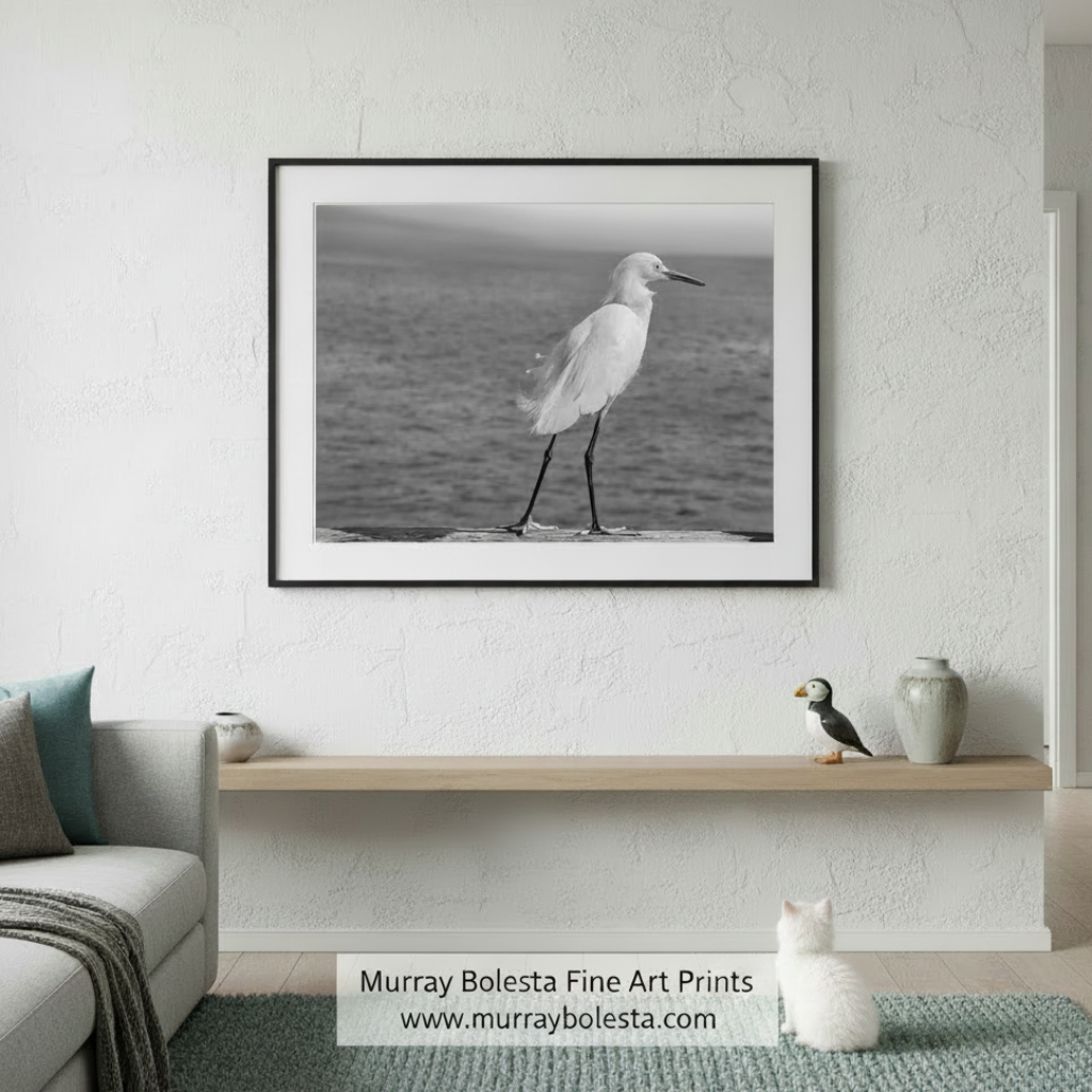 A white egret stands on a wooden surface near the water, facing to the right. White Egret Sea Bird Art | Black & White Print | Oceanside CA by Murray Bolesta