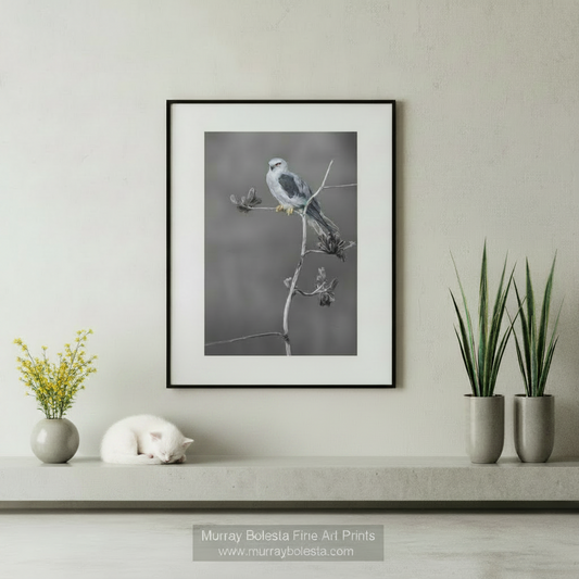 A framed black and white art print of a bird perched on a branch, displayed on a light beige wall above a shelf with decorative objects and two potted plants. The print is the product being sold. Art by Murray Bolesta