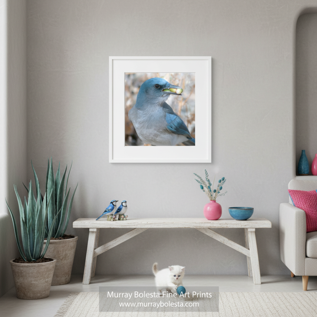 A blue bird with a green object in its mouth is perched on a branch. Blue Jay Bird Photography Art Print | Avian Wildlife Wall Decor Madera Canyon Arizona bird by Murray Bolesta