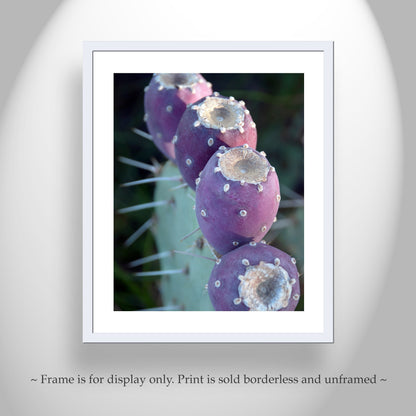 Purple Cactus Botanical Wall Art – Santa Rita Prickly Pear Art