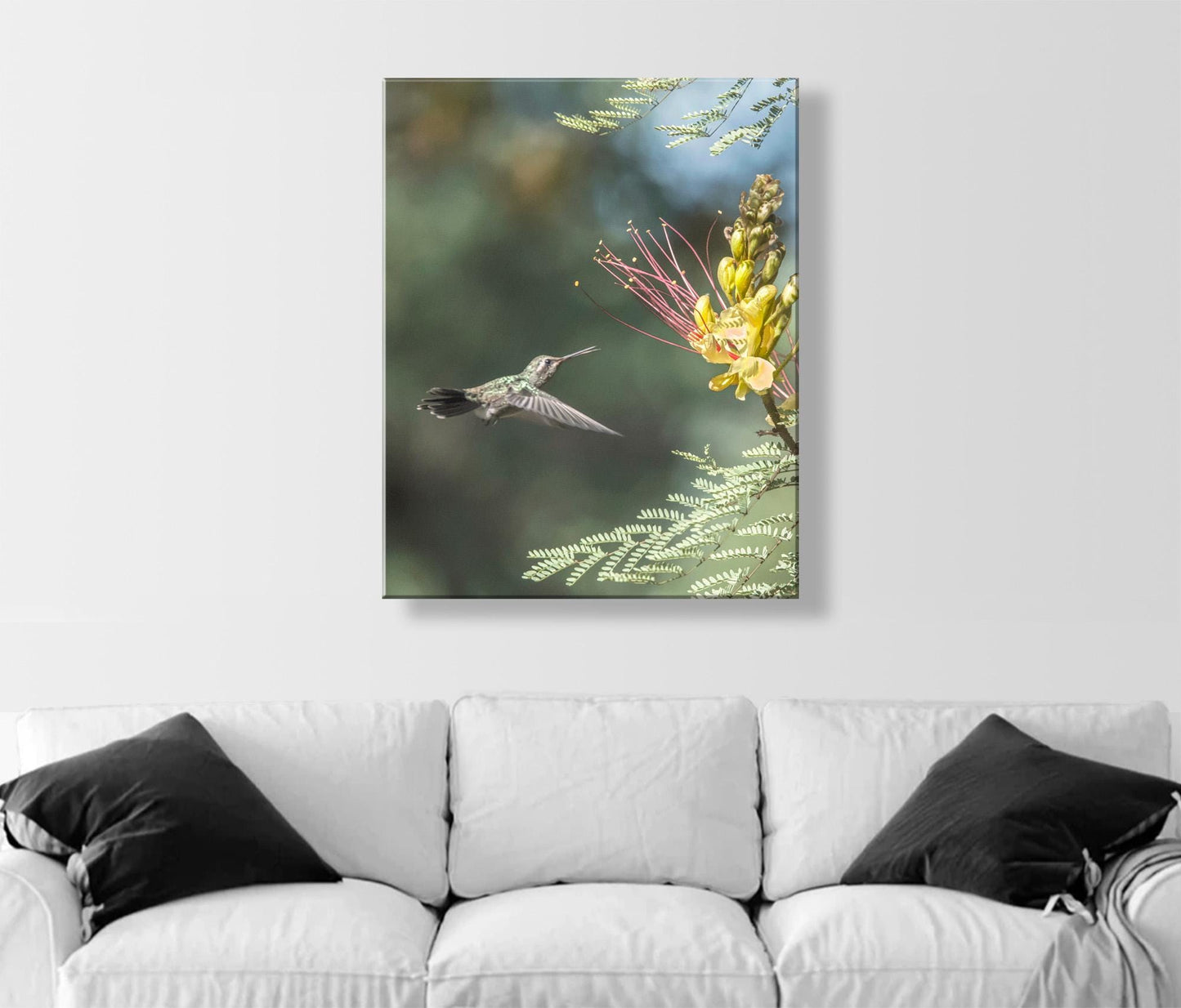 Hummingbird Artwork Art Print with Bird in Flight | Tucson Arizona Birds