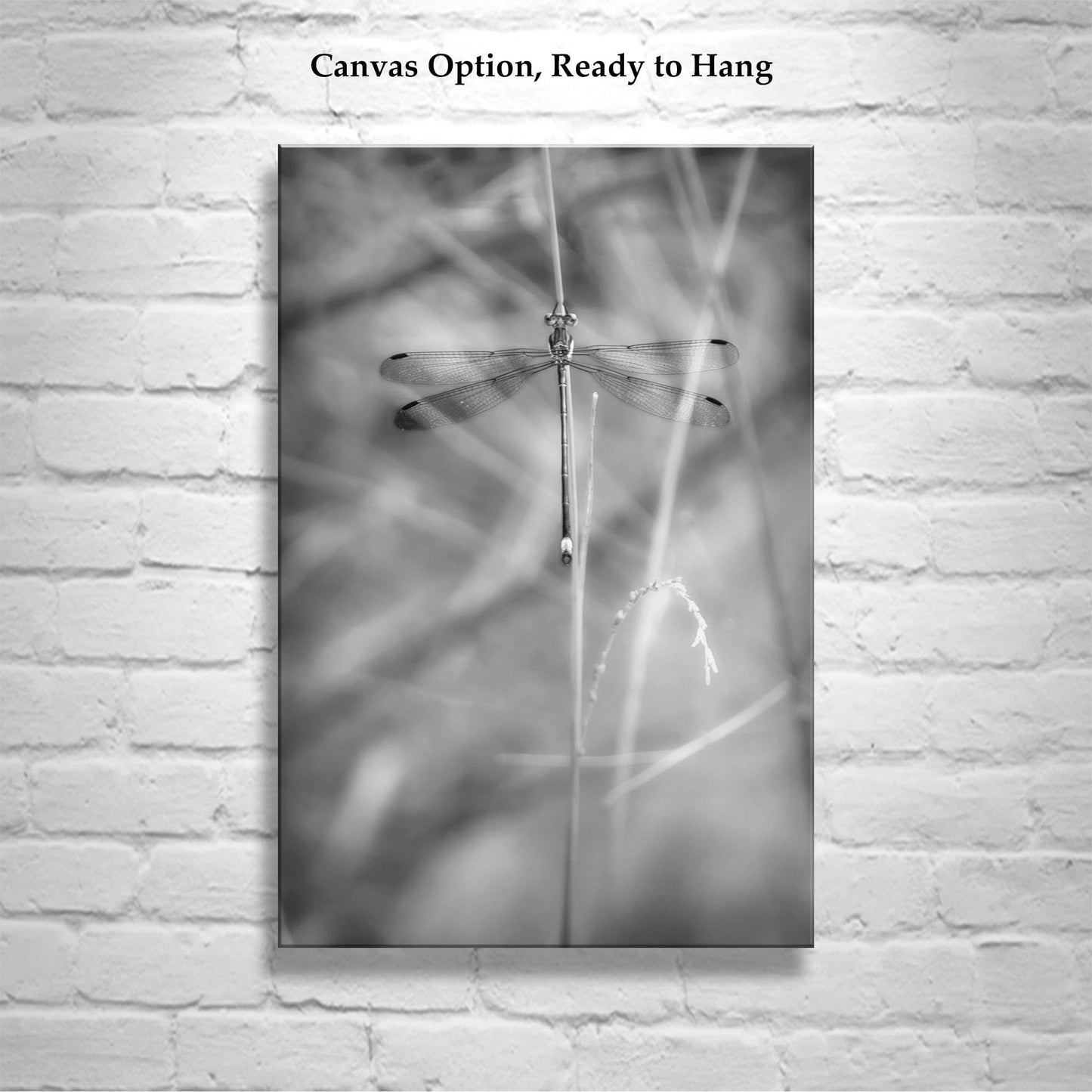 Elegant Damselfly Art Print | Black and White Fine Art
