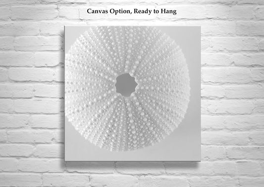 Sea Urchin Wall Art in White on White For Bathroom or Home