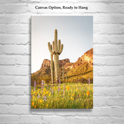 Tucson Landscape with Saguaro Cactus and Picacho Peak Desert View