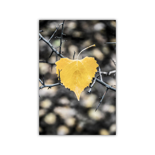 Autumn Cottonwood Leaf Art Print | Arivaca Arizona Fall Nature Photo