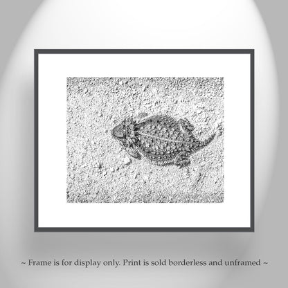 Desert Horned Lizard Wall Art | Arizona Wildlife Art Print
