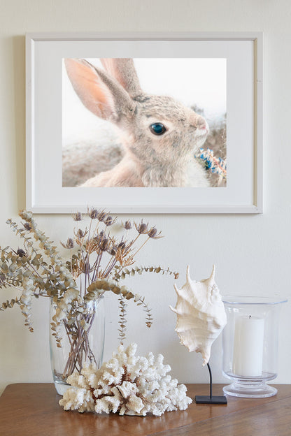 Wild Cottontail Bunny Photography | Fine Art Rabbit Wall Decor