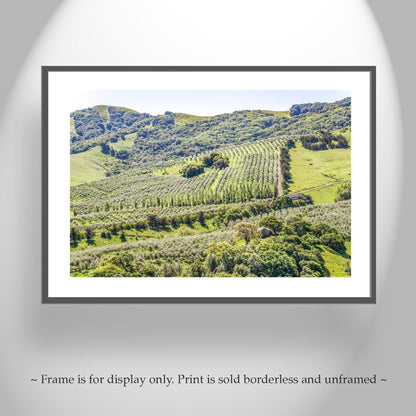 Napa Valley Vineyard Print – Rustic California Wine Country Decor