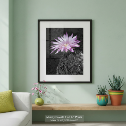 A vibrant purple cactus flower blooms against a dark background, its delicate petals and intricate spines creating a striking visual contrast. Southwestern Cactus Blossom Art Print - Pink Desert Flower by Murray Bolesta