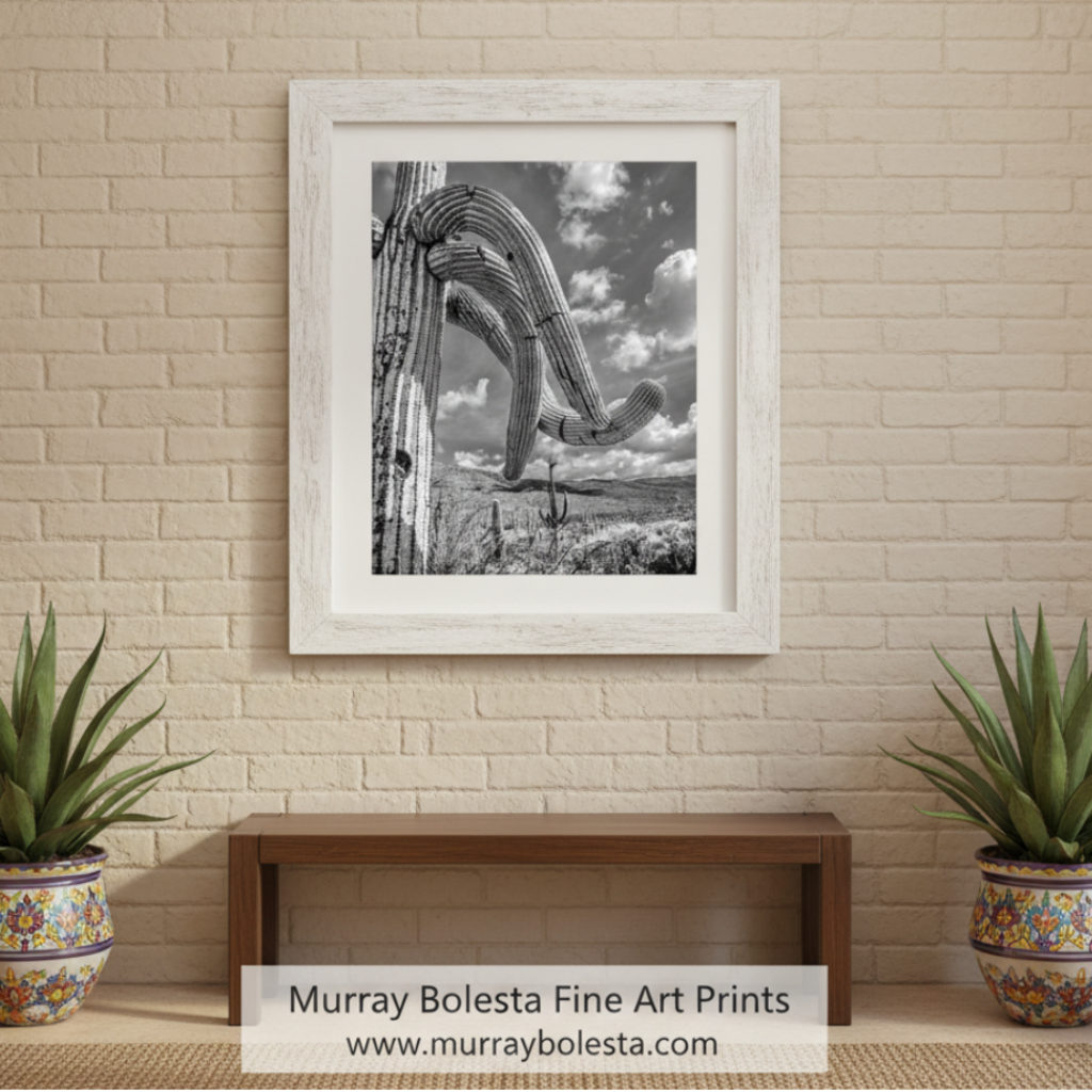 A striking black and white photograph of a towering cactus plant with its long, curved arms reaching towards the sky, set against a backdrop of a cloudy sky and distant mountains. Black & White Saguaro Cactus | Arizona Landscape Photo Art Print by Murray Bolesta
