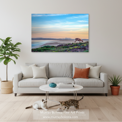 A deer grazing on a grassy hillside against a backdrop of a colorful sunset sky. Marin County Sunrise Wild Deer Art | Point Reyes Coastal Print by Murray Bolesta!
