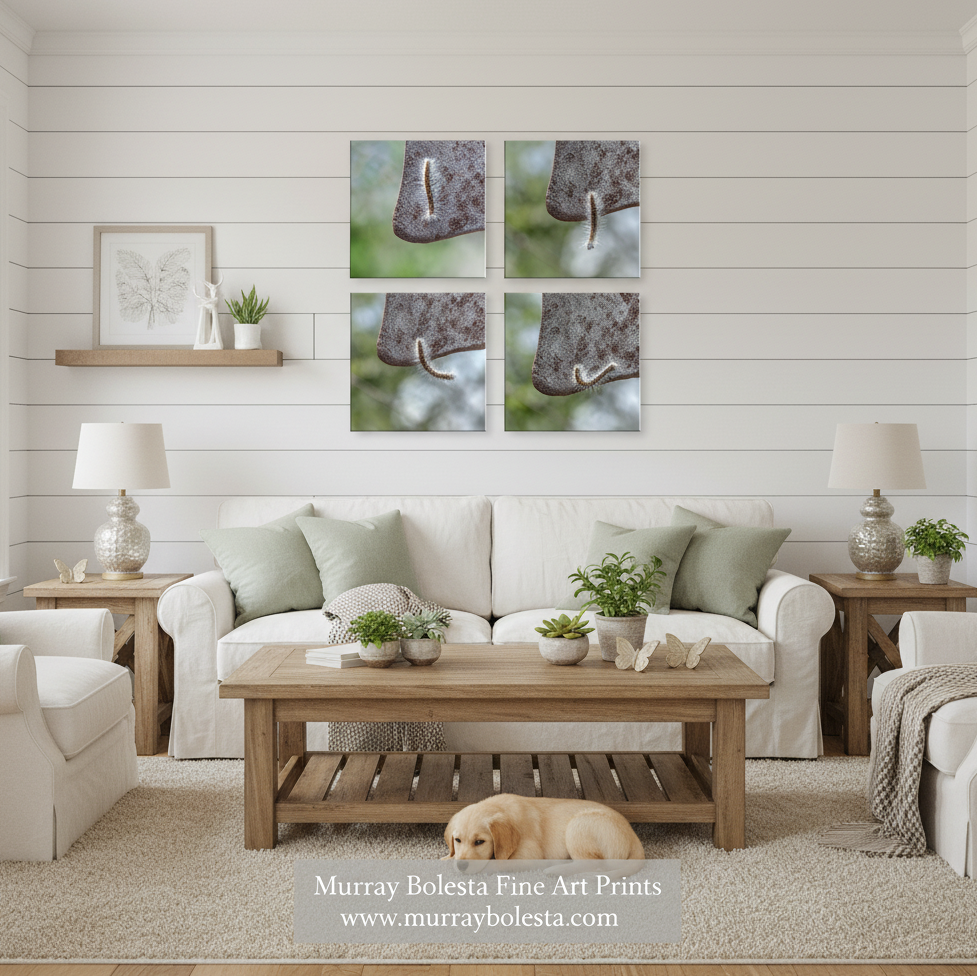 Caterpillar art by Murray Bolesta in a living room with a white sofa, wooden coffee table, lamps, and a small dog on the rug, featuring a four-panel wall art print above the couch. The print shows close-up photographic details of a textured brown object against a soft green blurred background.