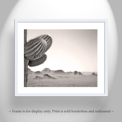 Cactus Photography with Arizona Sonoran Desert Landscape
