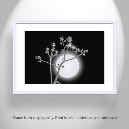 Surreal Desert Moon and Agave Art in Black and White Canvas Art Print