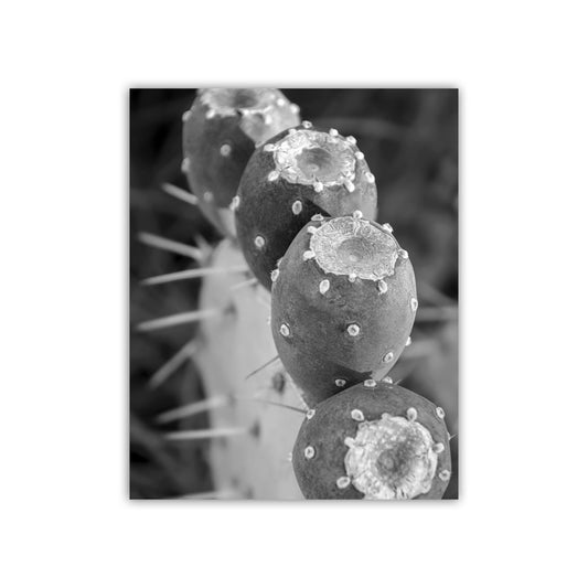 Santa Rita Cactus Fruit Black and White Desert Botanical Wall Art