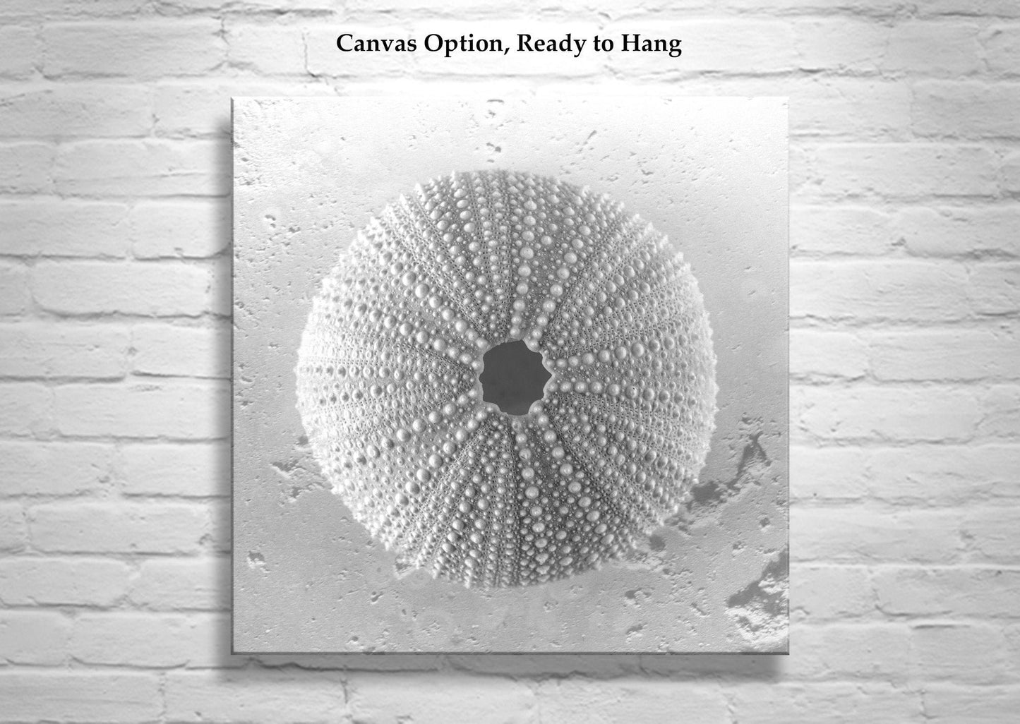 Seashell Sea Urchin Square Art Print | Black and White Wall Decor