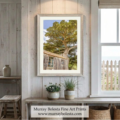 Point Lobos Whalers Cabin art print by Murray Bolesta, Carmel California