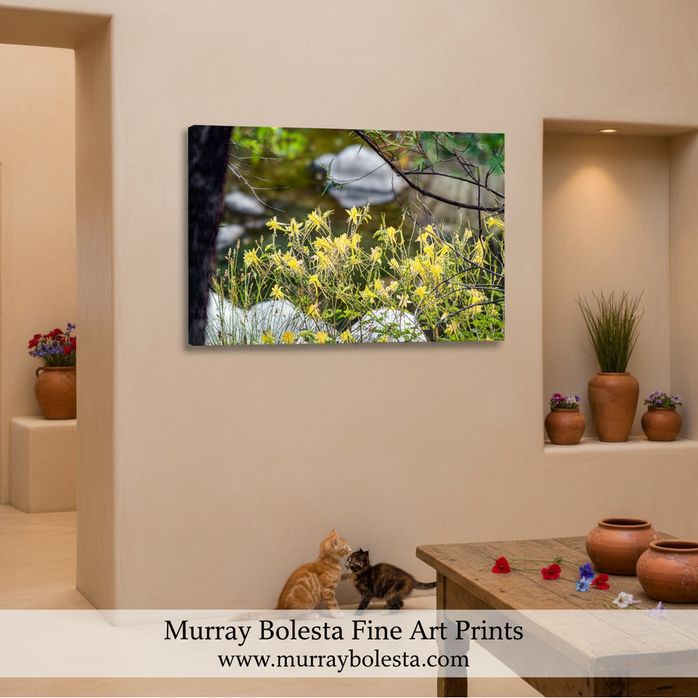 Canvas print of yellow flowers and greenery on a white brick wall. Sycamore Canyon art by Murray Bolesta!