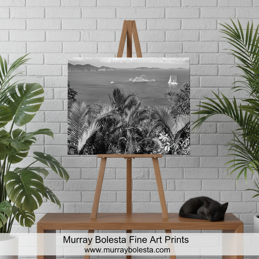 Costa Rica by Murray Bolesta! A black and white fine art print of a tropical harbor scene with palm trees and a sailboat, displayed on a wooden easel. The scene is styled with green houseplants on either side, a wooden table, and a sleeping black cat on the right.