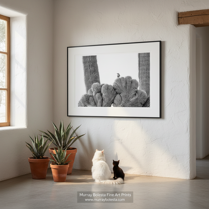 Crested Cactus at Tucson Arizona by Murray Bolesta! A black and white framed art print depicting a cluster of cacti is displayed on a textured white wall in a bright room, with two cats sitting on the floor below and potted plants to the left.