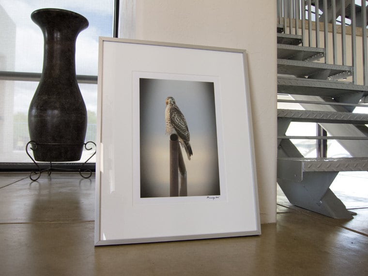 Red Tail Hawk Bird – Fine Art Wildlife Print from Tucson Arizona