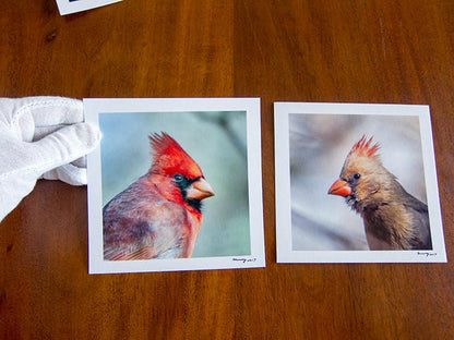 Red Cardinal Bird Art Print | Male Cardinal Bird | Madera Canyon Az