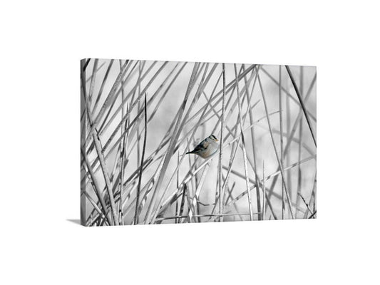 Sparrow Bird Art Print with Wetlands Reeds – Arivaca Cienega Arizona