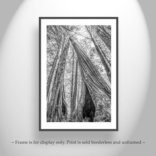 Santa Cruz Redwoods Wall Art – Big Basin Black and White Artwork