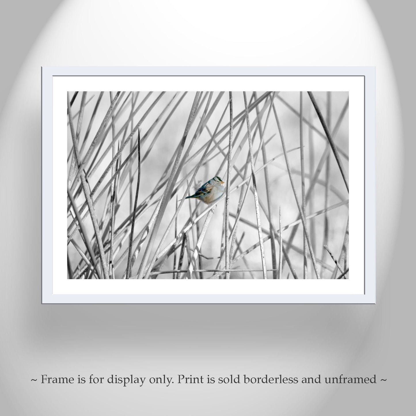 Sparrow Bird Art Print with Wetlands Reeds – Arivaca Cienega Arizona