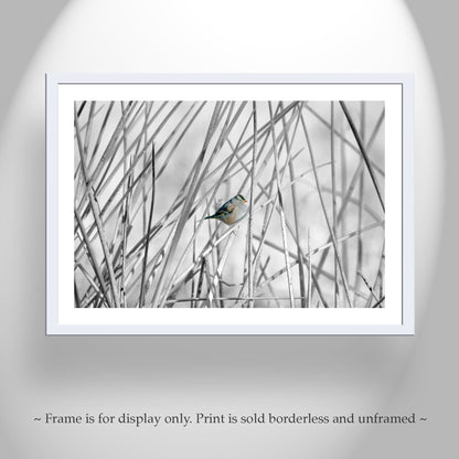Sparrow Bird Art Print with Wetlands Reeds – Arivaca Cienega Arizona