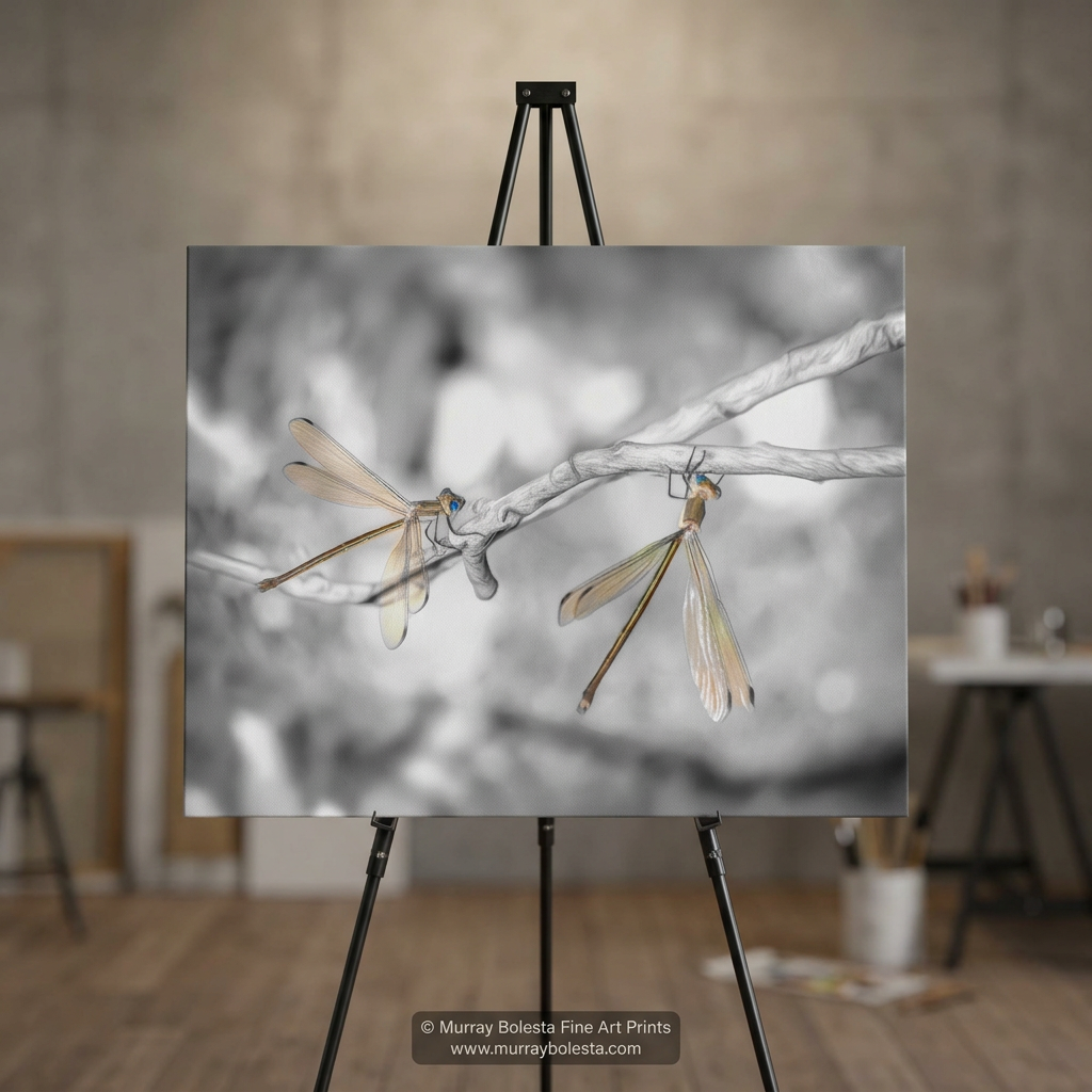 Damselfly insect art print by Murray Bolesta!