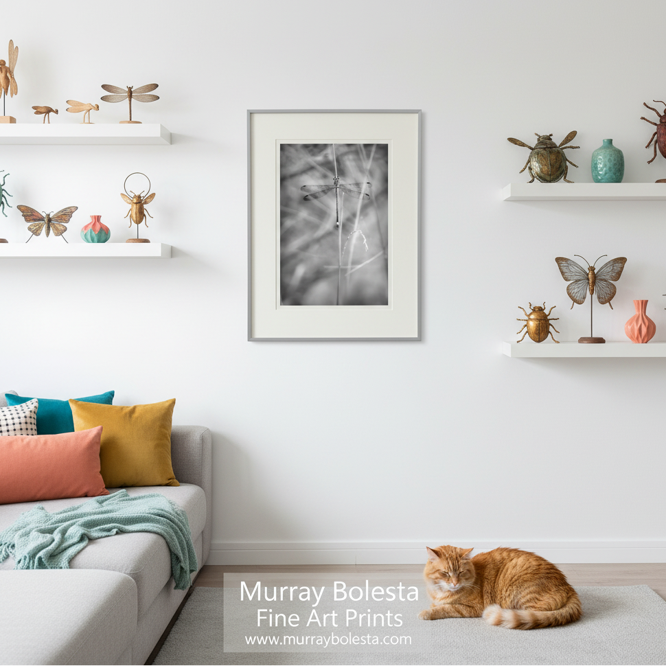 A framed black and white nature art print of a dragonfly is displayed on a white wall in a modern living room setting, with a gray sofa, colorful pillows, decorative insect sculptures on floating shelves, and an orange tabby cat resting on a light rug.