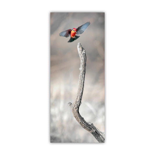Vermilion Flycatcher Bird Fine Art Print | Arivaca Bird in Flight