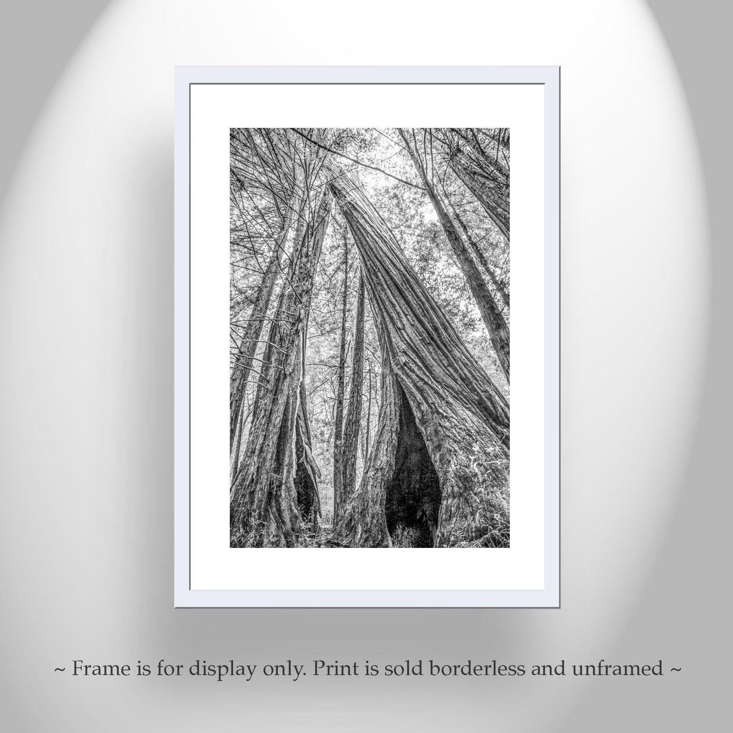 Santa Cruz Redwoods Wall Art – Big Basin Black and White Artwork