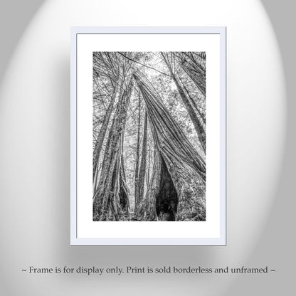 Santa Cruz Redwoods Wall Art – Big Basin Black and White Artwork