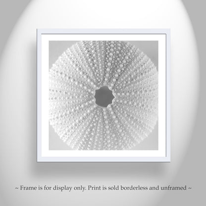 Minimalist Sea Urchin Wall Art in Black and White for Bathroom