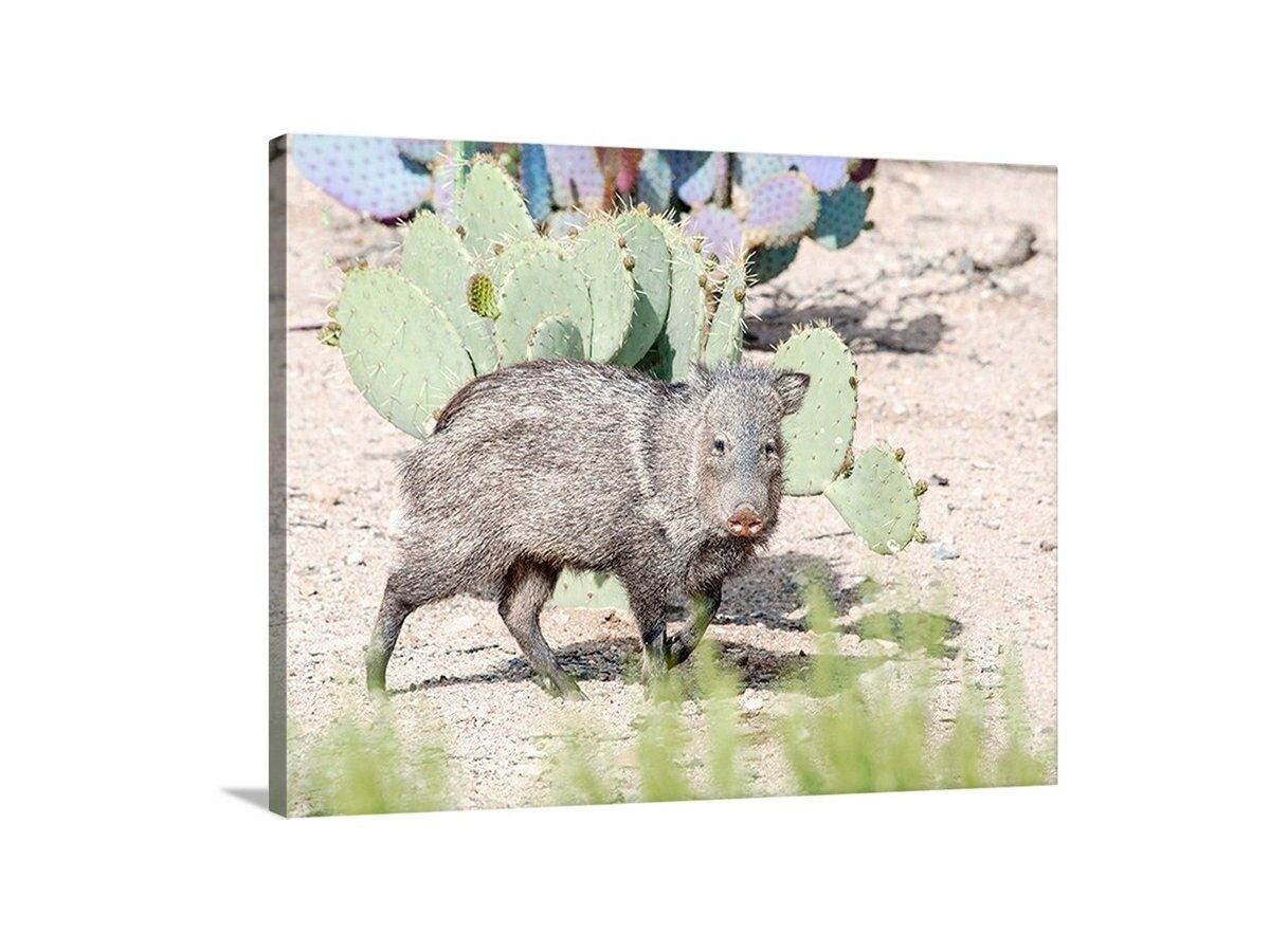 Javelina Art Print as Arizona Wildlife Wall Decor | Green Valley Az