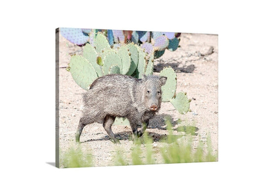 Javelina Art Print as Arizona Wildlife Wall Decor | Green Valley Az
