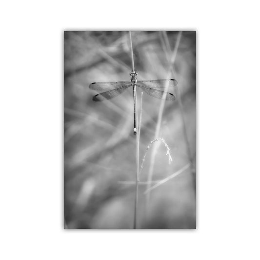 Elegant Damselfly Art Print | Black and White Fine Art