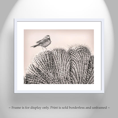 Cactus Wren Bird Art Print on Crested Cactus in Tucson Arizona Desert