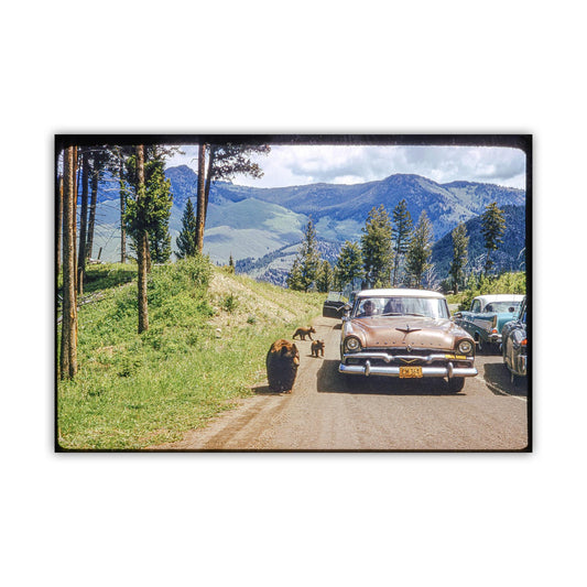 Yellowstone National Park Mid-Century Road Trip Photo with Bear Cub