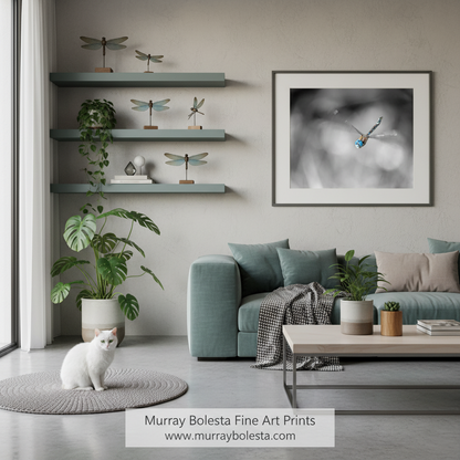 A framed black and white fine art print of a dragonfly, by Murray Bolesta, displayed on a wall in a modern living room setting with a teal sofa, plants, and a white cat.