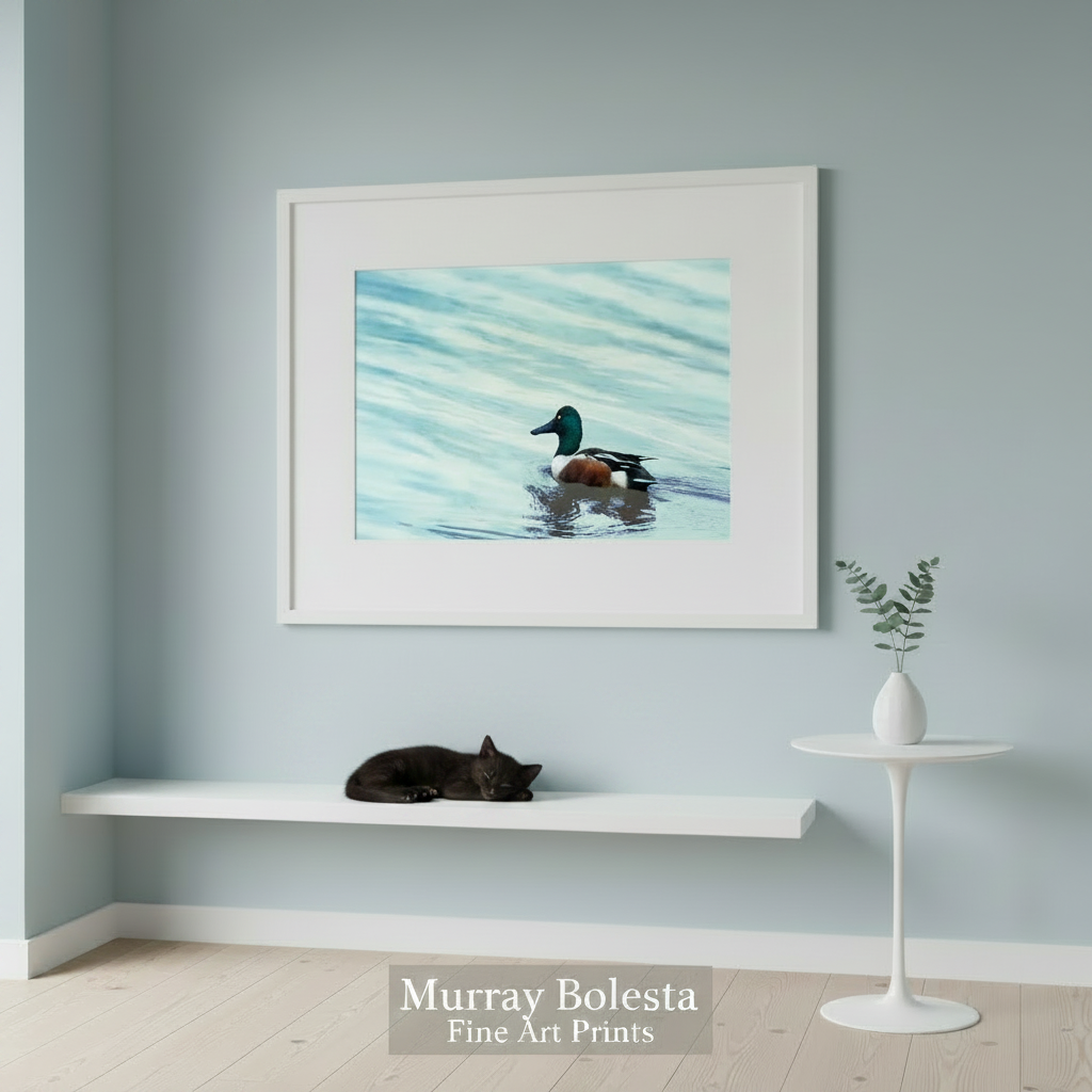 A duck swimming on a body of water, with its head and neck visible above the water's surface. Minimalist Duck Bird Art Print - Klamath Wildlife Wall Decor by Murray Bolesta