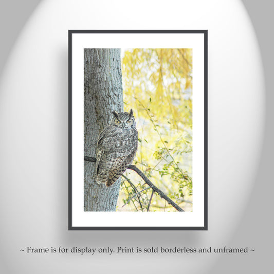Great Horned Owl Wall Art – Arivaca Arizona Bird Print with Fall Colors