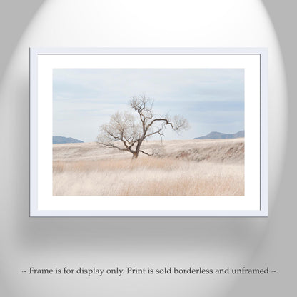 Landscape Fine Art Print of Southwest Prairie Grasslands