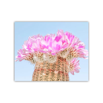 Southwest Cactus Blossom Art – Pink and Magenta Wall Decor Print