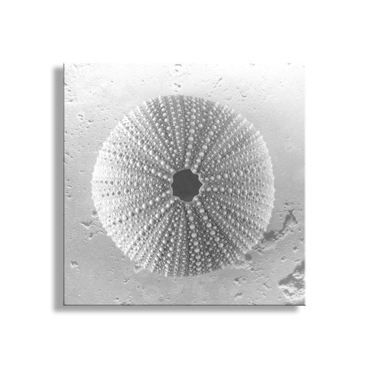 Seashell Sea Urchin Square Art Print | Black and White Wall Decor